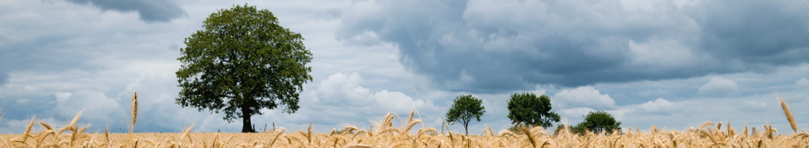 Sowing a Field to Cultivate: Driving Sales via Contact-Based Leads in Salesforce